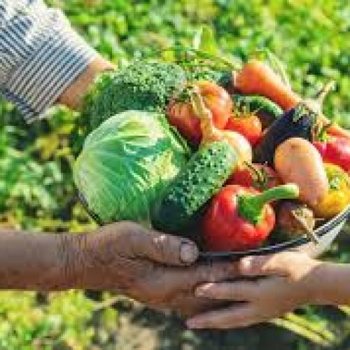 Pacote de Leis para Agricultura Familiar: Medidas Históricas Fortalecem Pequenos Produtores e Combatem a Fome no Brasi