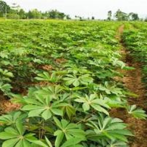 A Mandioca em Mato Grosso: Um Cultivo de Raízes Fortes