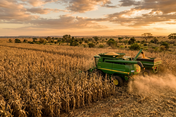 mercado-de-milho-2026-oferta-mundial-em-alta-e-o-impacto-nos