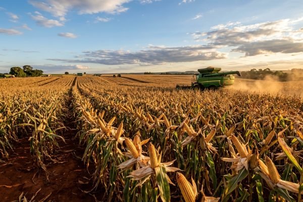 mercado-de-milho-2026-oferta-mundial-em-alta-e-o-que-isso-si
