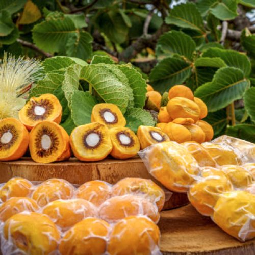 A Cultura do Pequi no Centro-Oeste Brasileiro e Sua Expansão para Outras Regiões