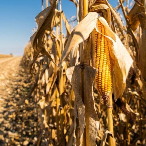 Colheita do Milho Safrinha 2024/25 Alcança 99,6% da Área Plantada com Recorde de Produção