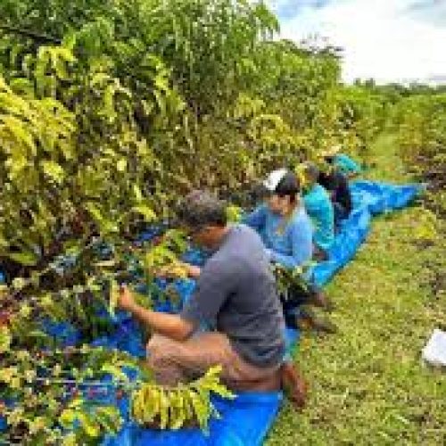 Café em Mato Grosso: Do Plantio à Negociação em um Mercado em Expansão