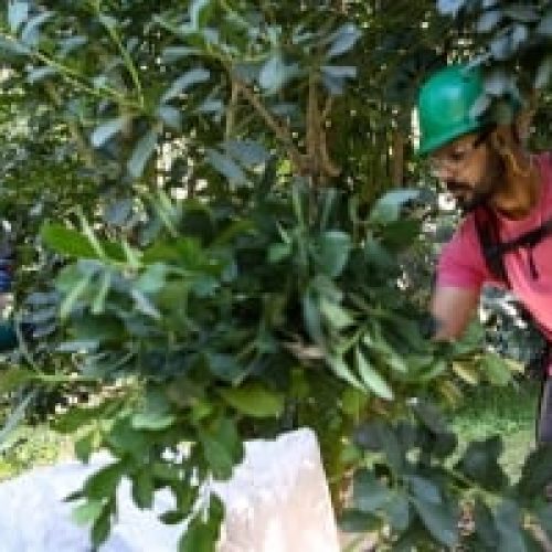 Cultivo de erva-mate do Paraná vira Patrimônio Agrícola