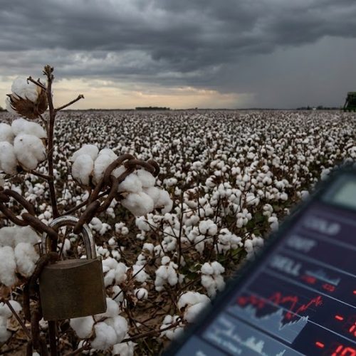 Alerta Vermelho no Campo: Setor Algodoeiro Projeta Colapso na Produção de 2026 e Exige Resgate Governamental