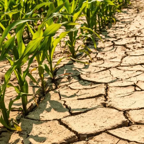 Seca no Norte de Mato Grosso Ameaça Safrinha de Milho e Pode Impactar Exportações Brasileiras