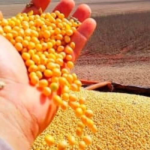 Soja: Prêmios em queda no Brasil neutralizam estímulo das altas vindas de Chicago para os preços